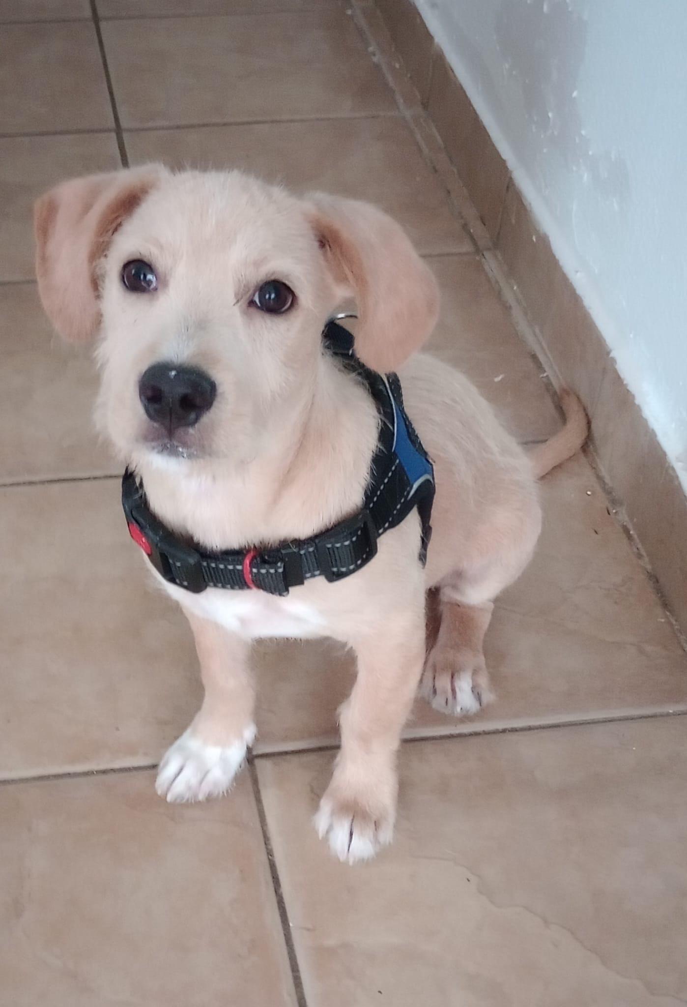 SPIKEY, Adoptable, Puppy Male Golden Retriever & Schnauzer.