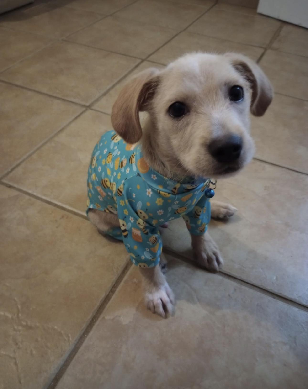 SPIKEY, a Adoptable mixed breed in Annapolis, MD image 2/3
