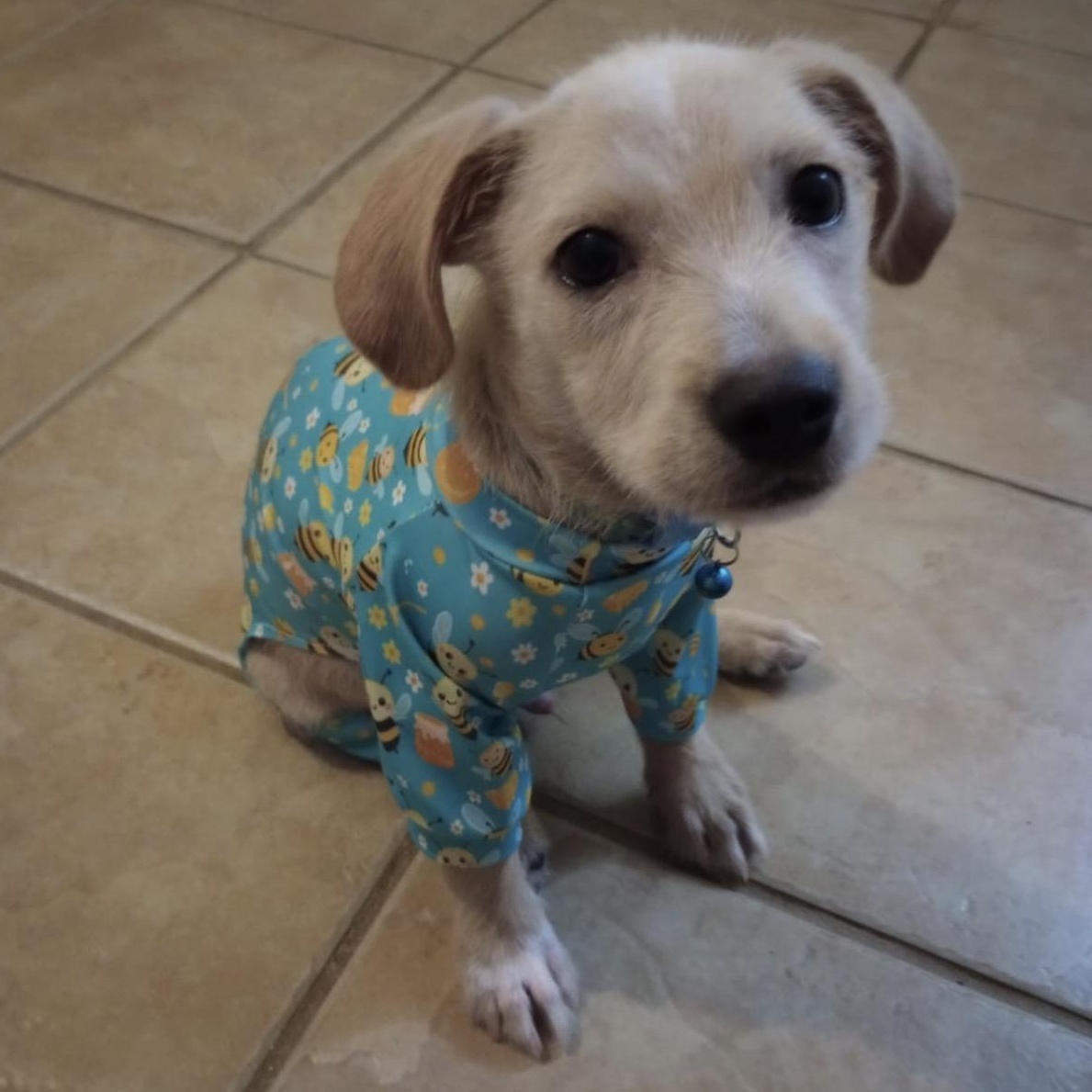 SPIKEY, a Adoptable mixed breed in New York, NY image 4/6