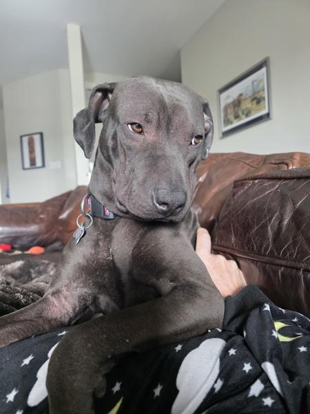 Enlarge Nacho, a Adoptable mixed breed in Austin, TX image 1/2