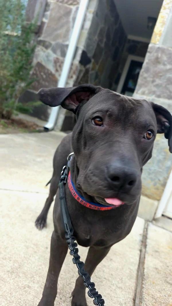 Enlarge Nacho, a Adoptable mixed breed in Austin, TX image 2/2