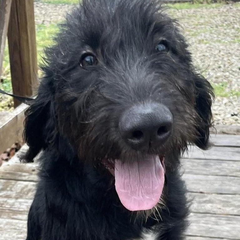 Remi, ADOPTABLE, Puppy Male Labrador Retriever & Labradoodle.