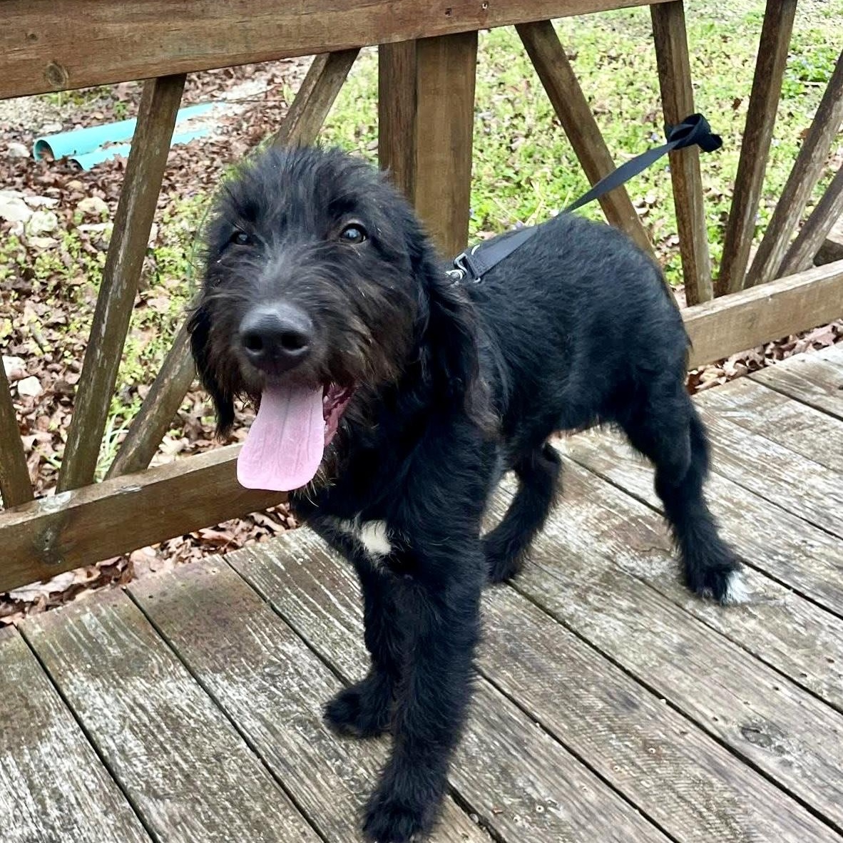 Enlarge Remi, a ADOPTABLE mixed breed in Jay, NY image 3/6