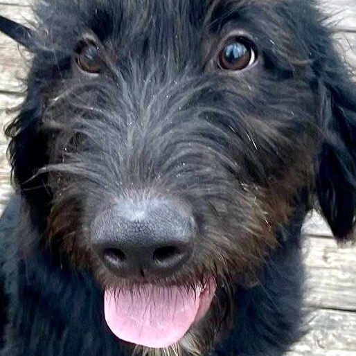 Enlarge Remi, a ADOPTABLE mixed breed in Jay, NY image 6/6