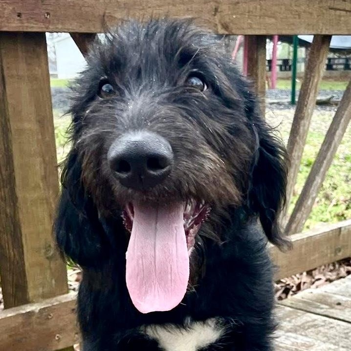 Enlarge Remi, a ADOPTABLE mixed breed in Jay, NY image 5/6