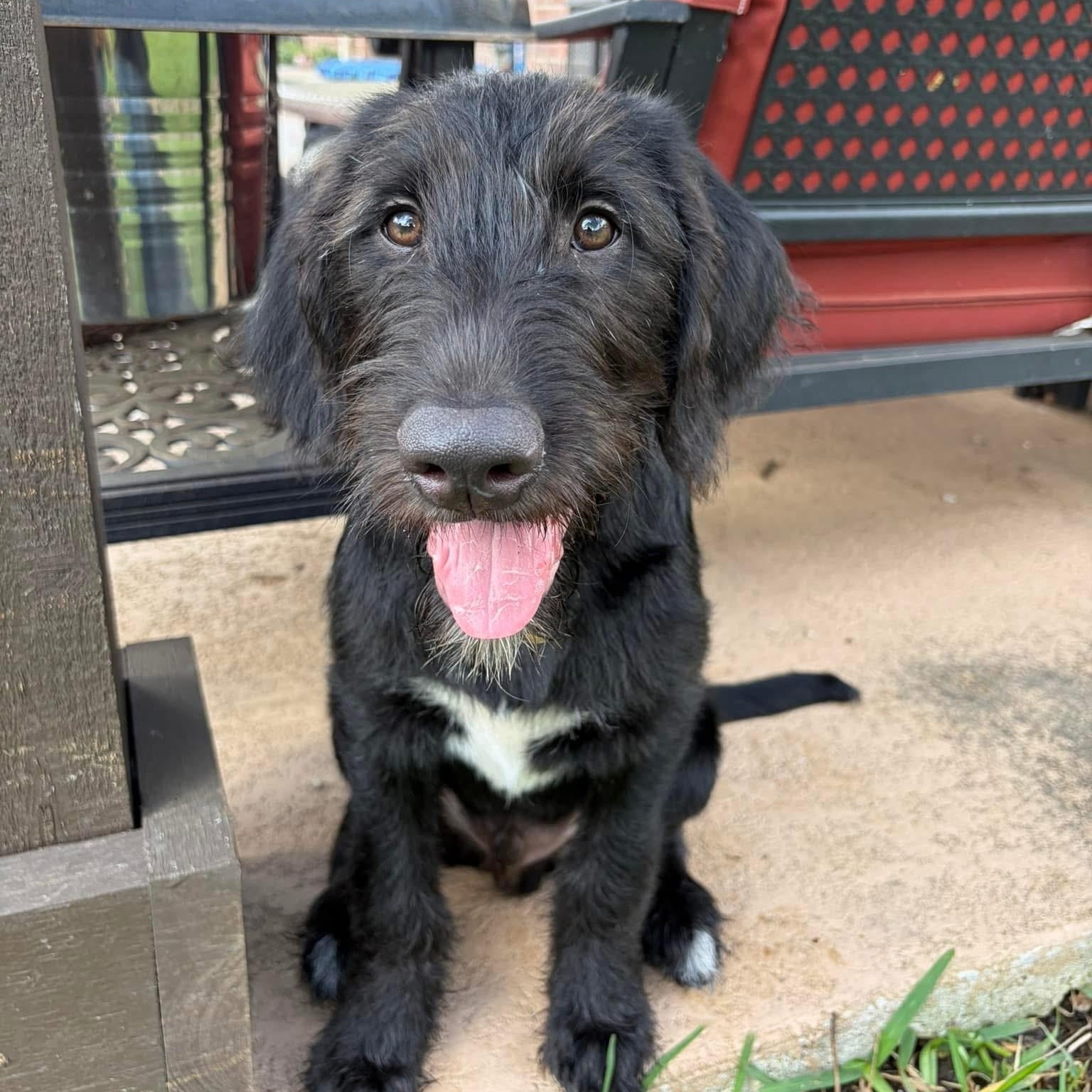 Enlarge Remi, a ADOPTABLE mixed breed in Jay, NY image 2/6