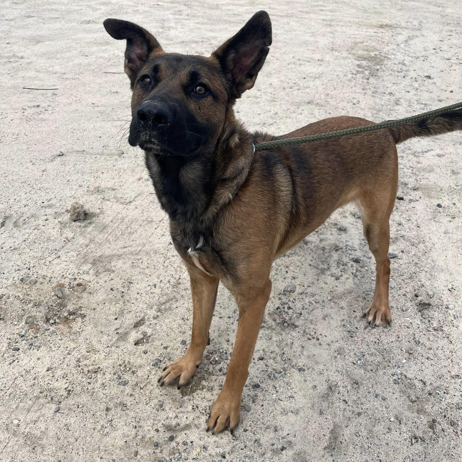 Snoopie — thumbnail 3