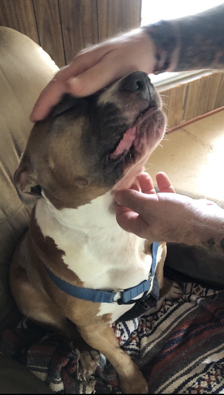 MAXIMUS (MAX), a Adoptable mixed breed in Oro Valley, AZ image 2/7