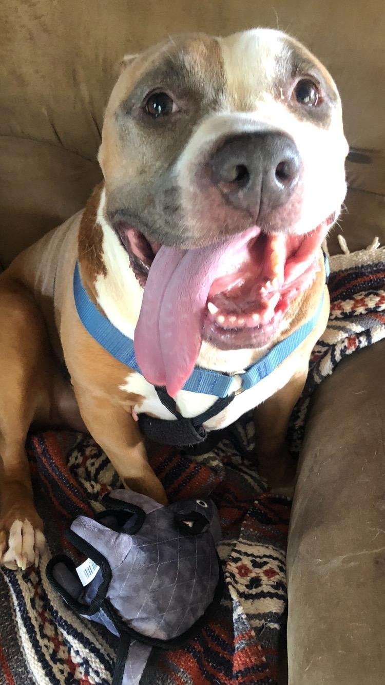 MAXIMUS (MAX), a Adoptable mixed breed in Oro Valley, AZ image 3/7