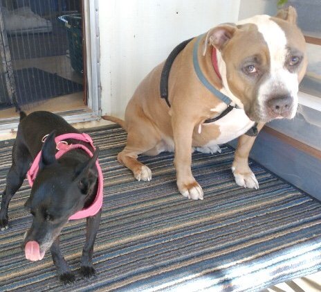 MAXIMUS (MAX), a Adoptable mixed breed in Oro Valley, AZ image 4/7