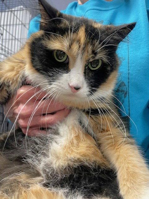 Enlarge Pixie, a Adoptable Domestic Short Hair in Shawnee, KS image 1/3