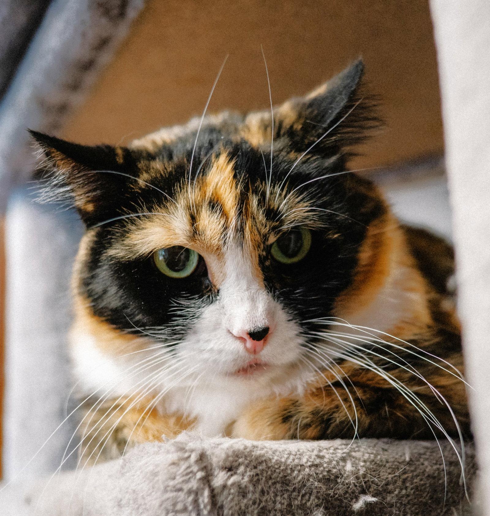 Pixie, a Adoptable Domestic Short Hair in Shawnee, KS image 2/3
