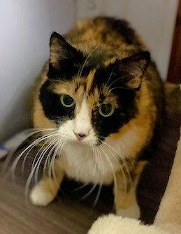 Enlarge Pixie, a Adoptable Domestic Short Hair in Shawnee, KS image 3/3