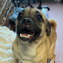 Eleanor, adopted, Adult Female Pug.