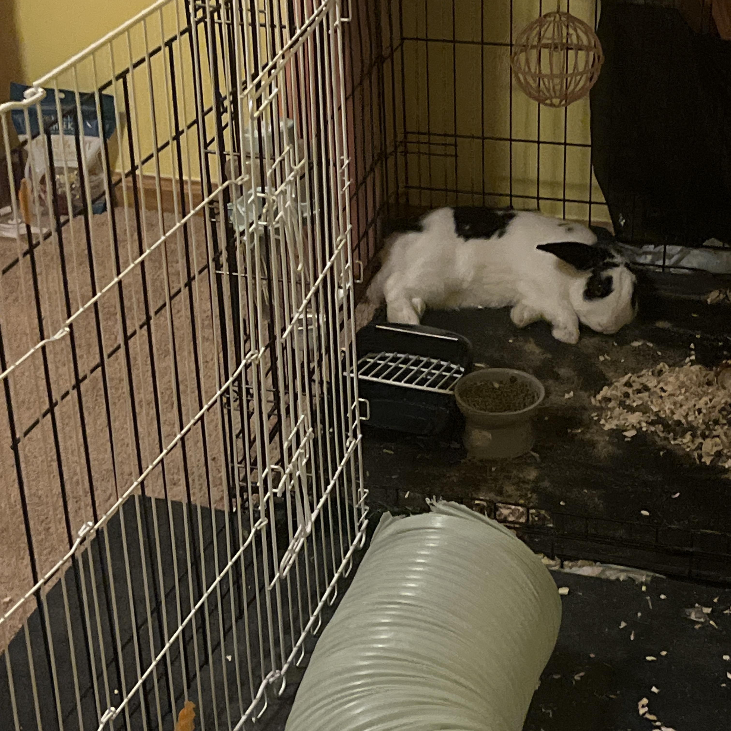 Enlarge Benji, a Adoptable American in Gig Harbor, WA image 3/3