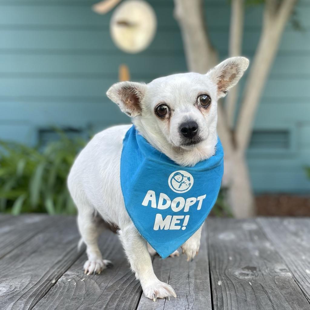 Dutchess, a Adoptable mixed breed in Pacific Grove, CA image 1/6