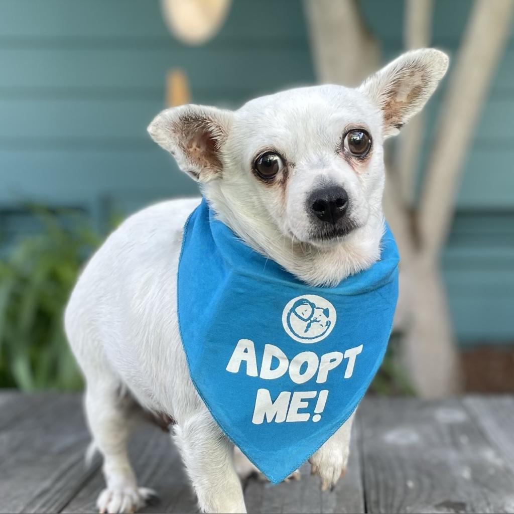 Dutchess, a Adoptable mixed breed in Pacific Grove, CA image 2/6