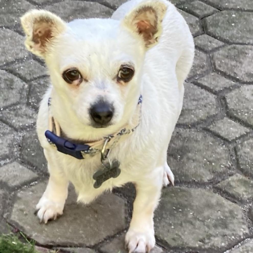 Dutchess, a Adoptable mixed breed in Pacific Grove, CA image 4/6
