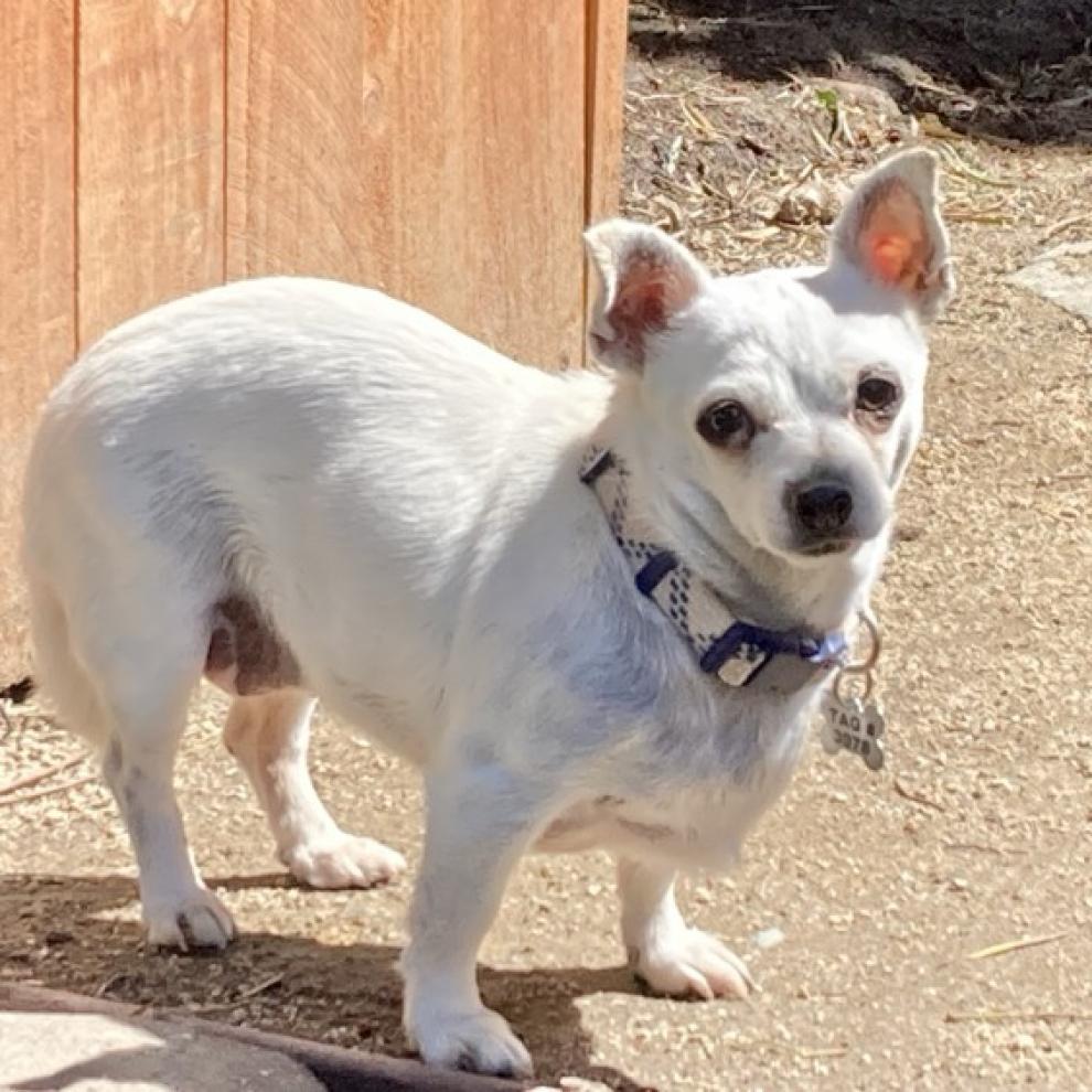 Dutchess, a Adoptable mixed breed in Pacific Grove, CA image 5/6