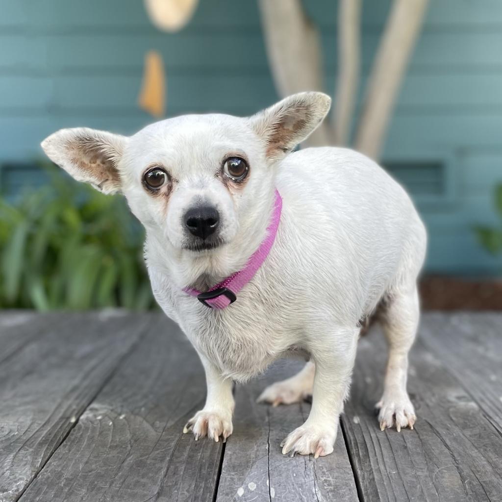 Dutchess, a Adoptable mixed breed in Pacific Grove, CA image 6/6