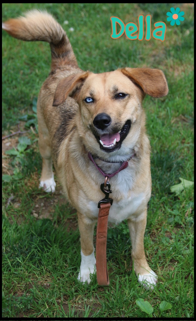 Dog for adoption Della, a Husky & Shepherd Mix in Shippenville, PA