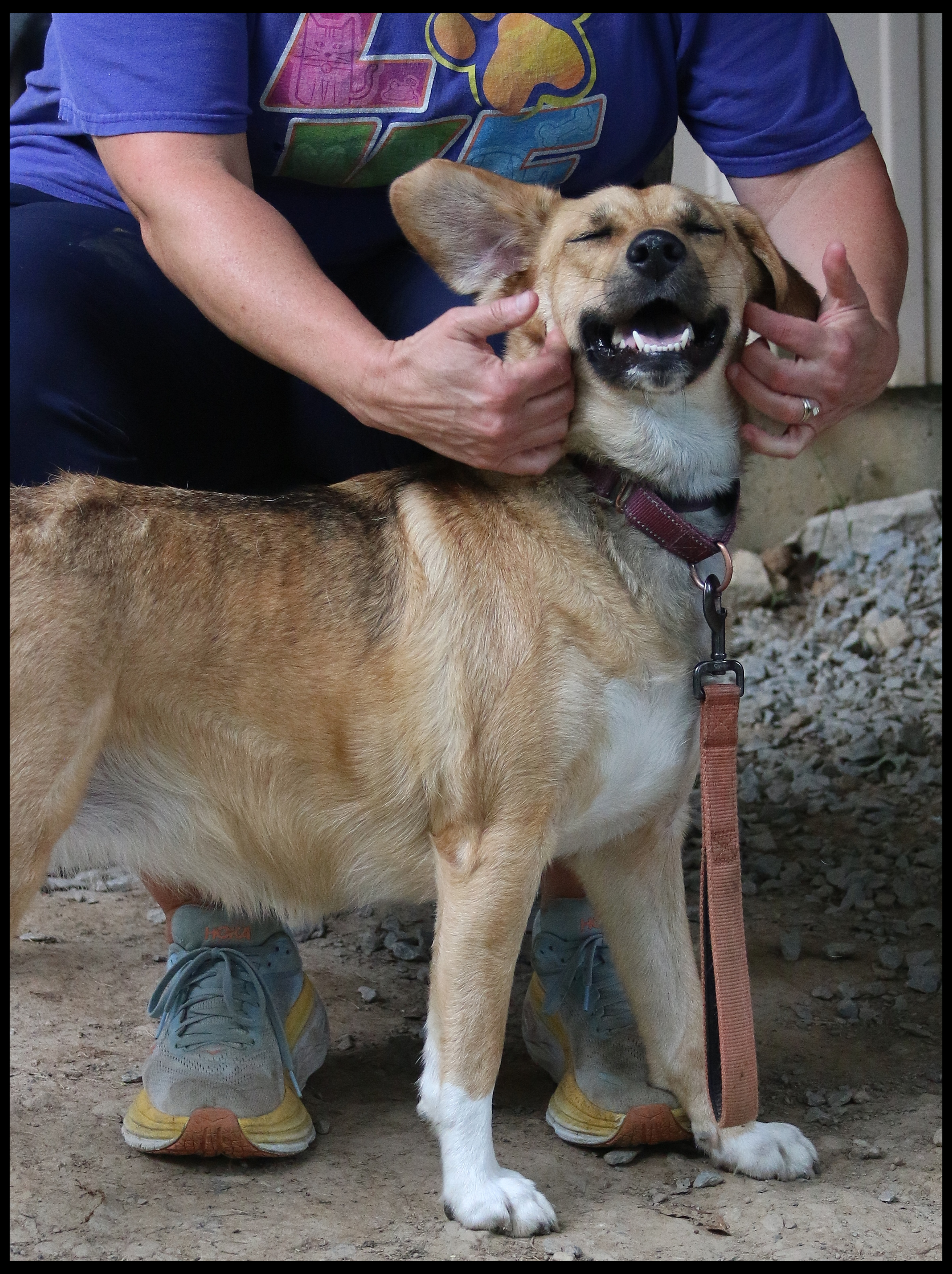 Enlarge Della, a Adoptable mixed breed in Shippenville, PA image 5/6