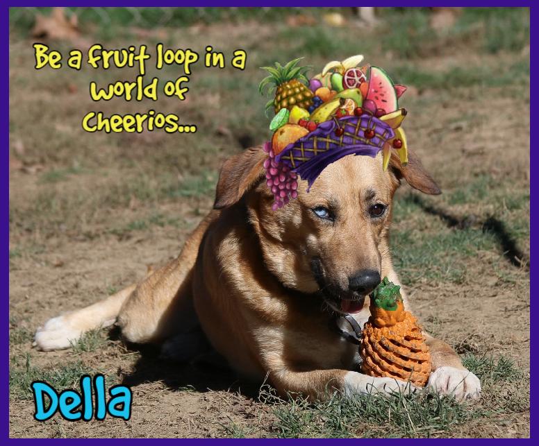 Enlarge Della, a Adoptable mixed breed in Shippenville, PA image 2/6