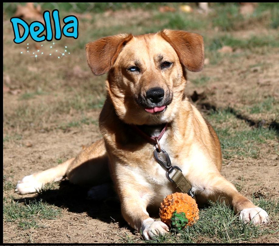 Della, Adoptable, Young Female Husky & Shepherd.