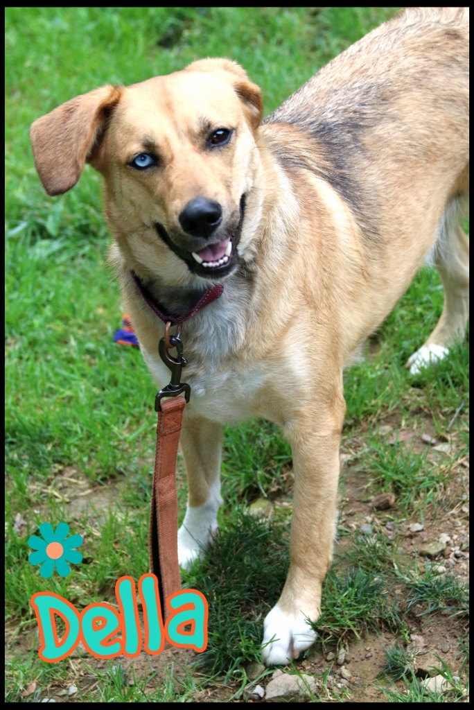 Della, Adoptable, Young Female Husky & Shepherd.