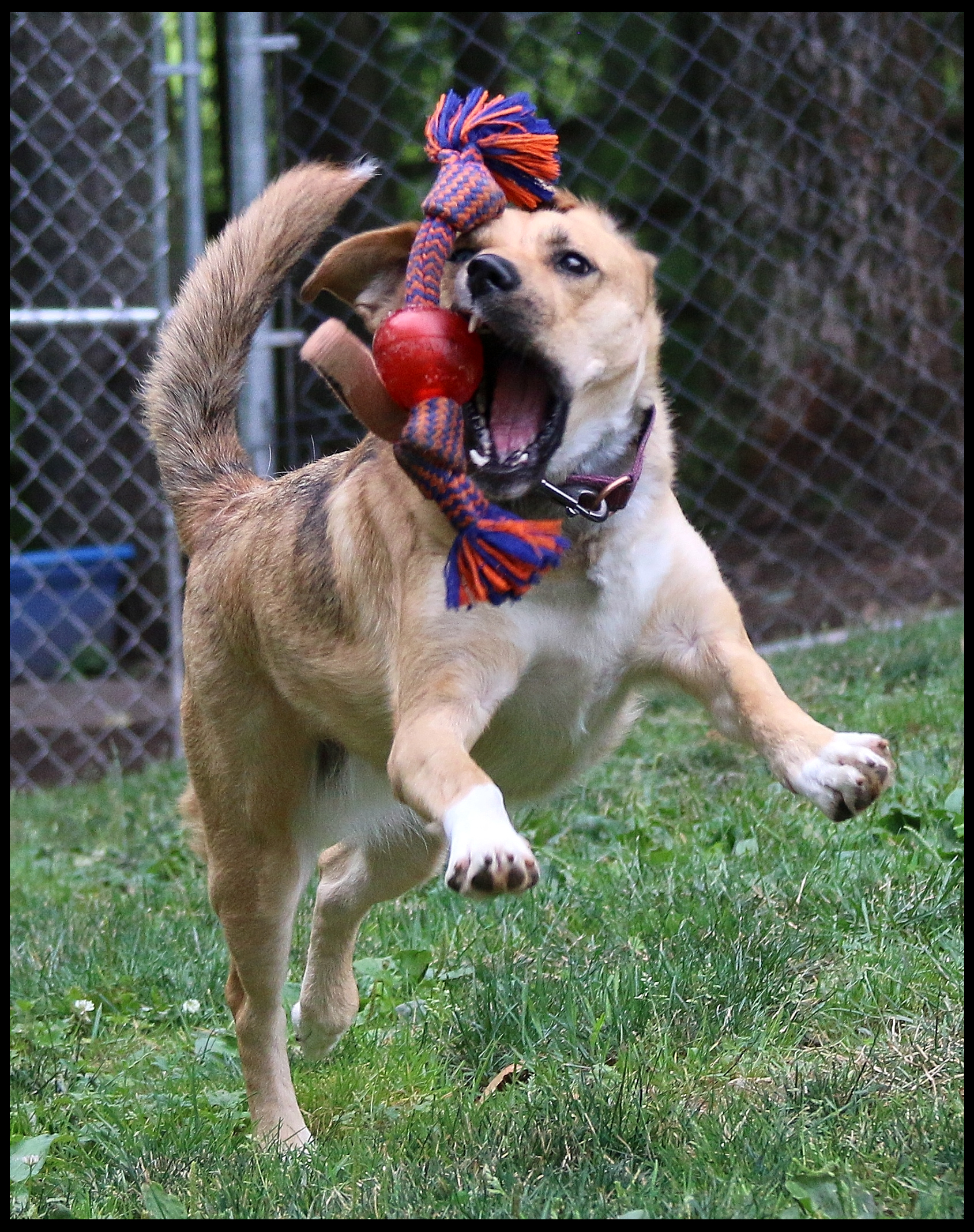 Enlarge Della, a Adoptable mixed breed in Shippenville, PA image 6/6