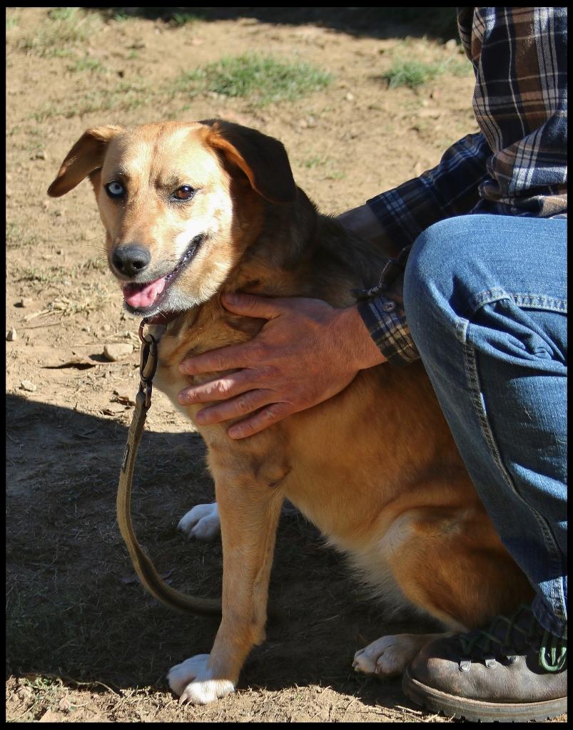 Enlarge Della, a Adoptable mixed breed in Shippenville, PA image 3/6