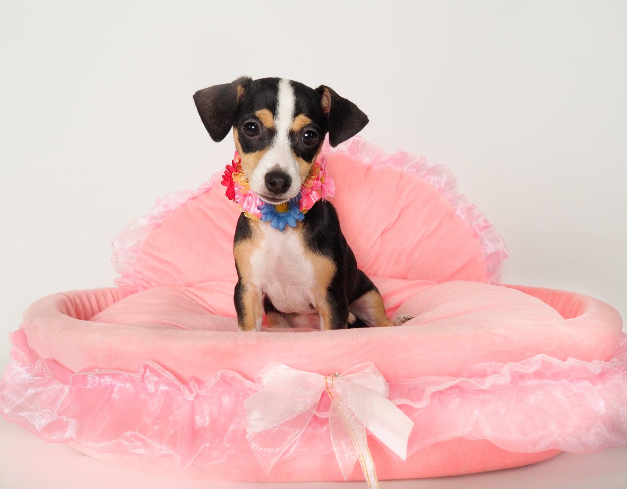 Miso, an adopted mixed breed in PHOENIX, AZ image 1/6