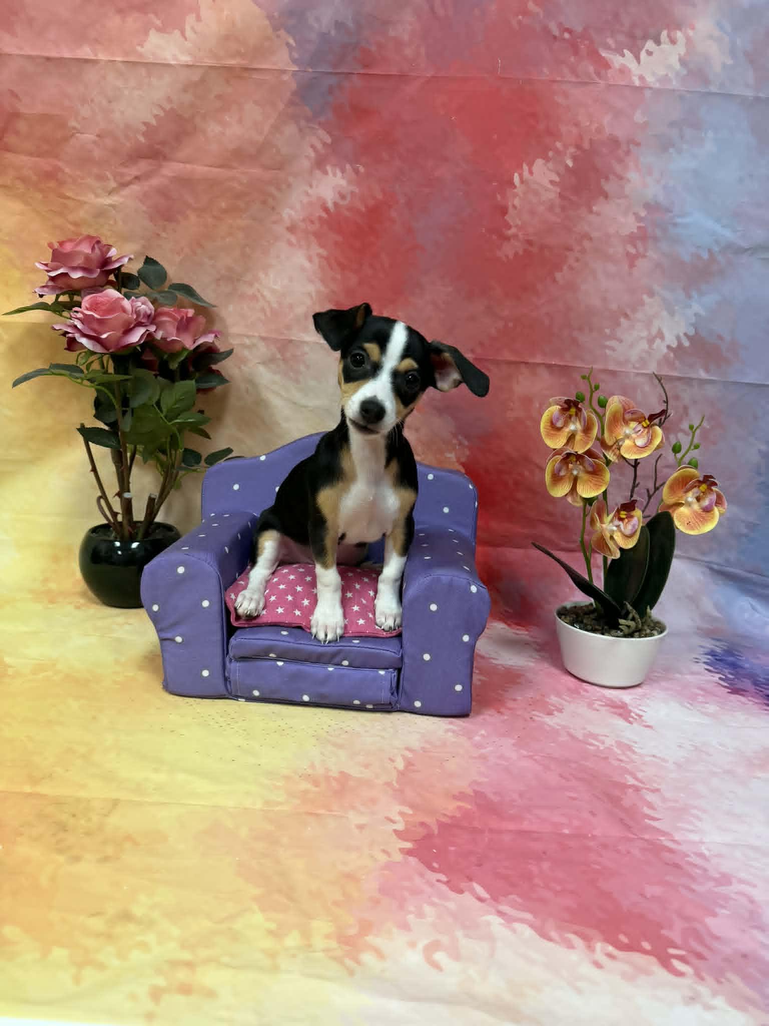 Miso, an adopted mixed breed in PHOENIX, AZ image 3/6