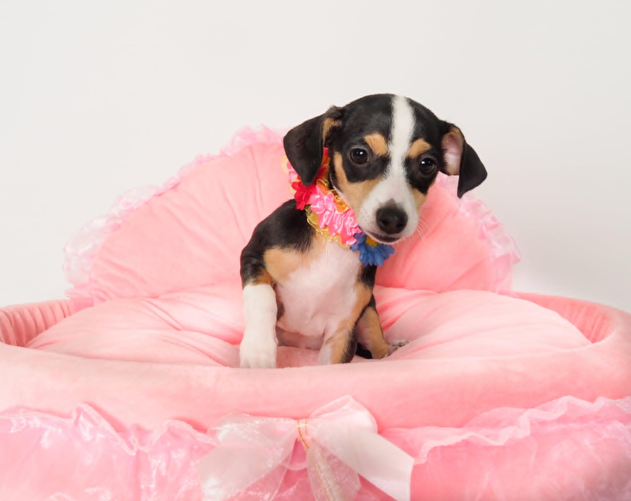 Miso, an adopted mixed breed in PHOENIX, AZ image 6/6