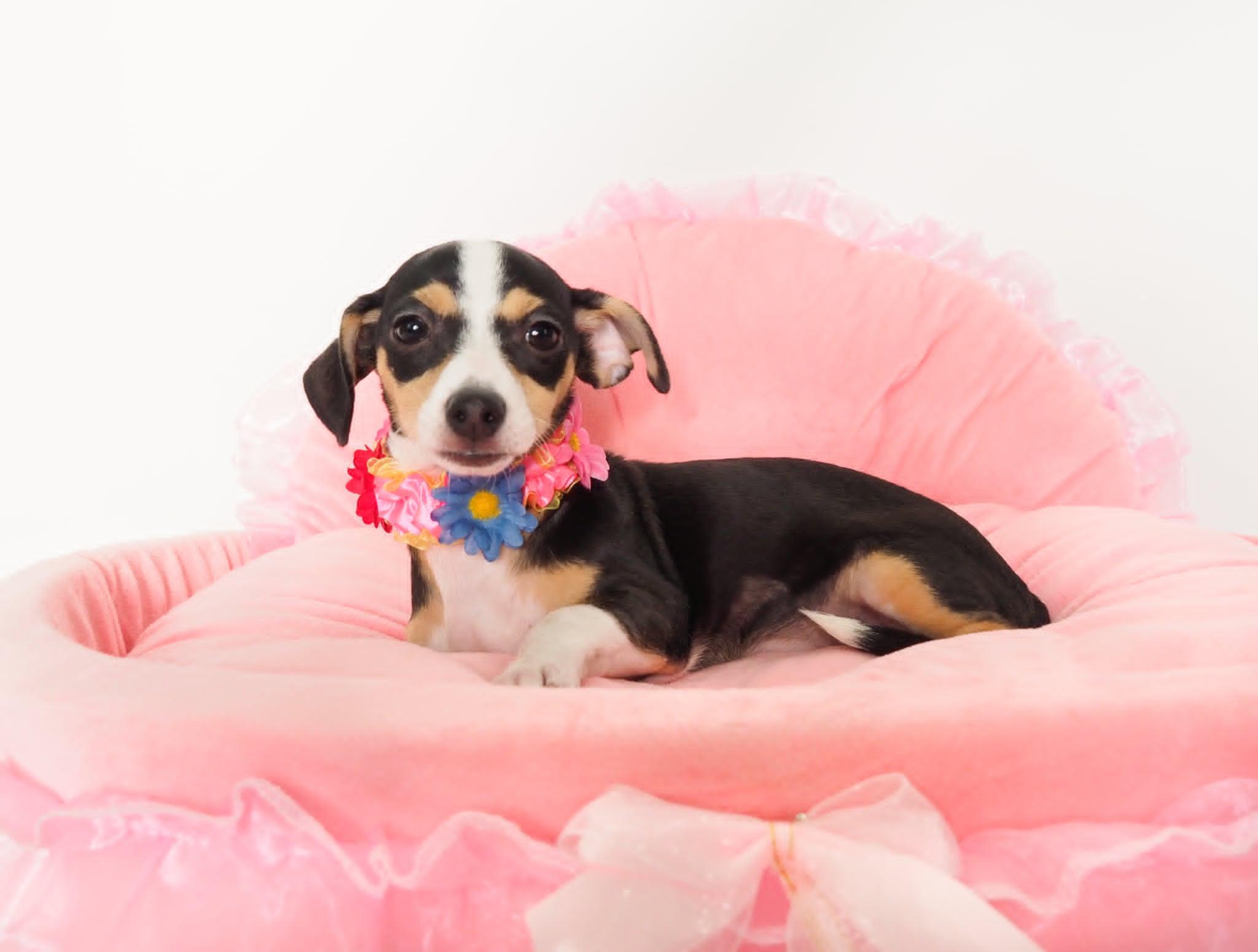 Miso, an adopted mixed breed in PHOENIX, AZ image 4/6
