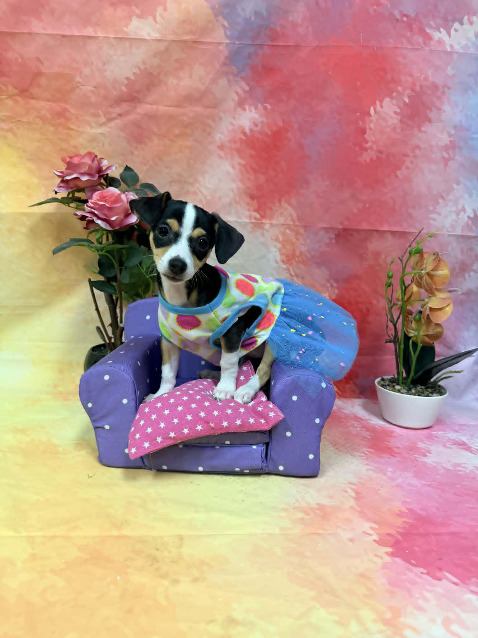 Miso, an adopted mixed breed in PHOENIX, AZ image 5/6