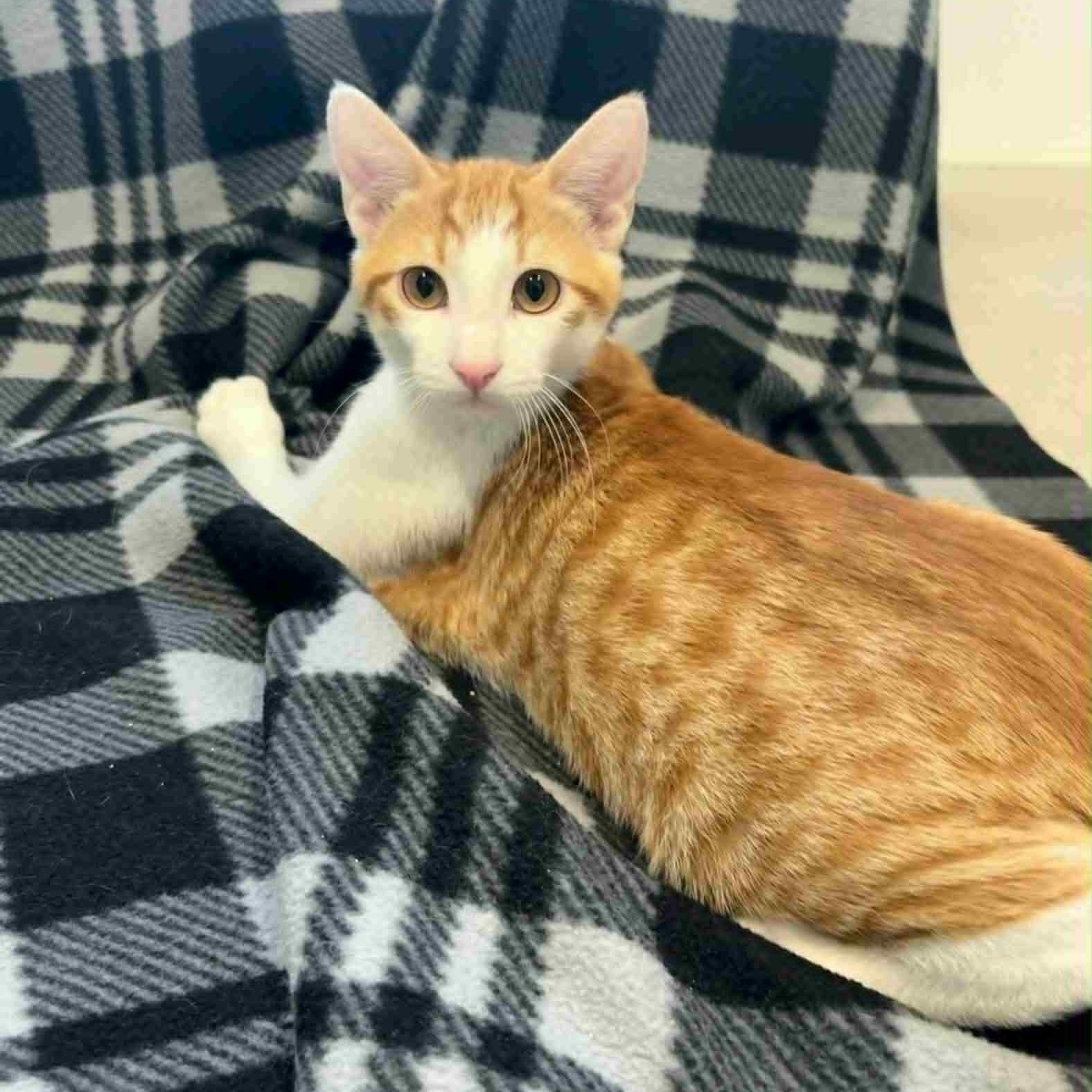 Enlarge Luis, a Adoptable Tabby in Rushville, IL image 1/1