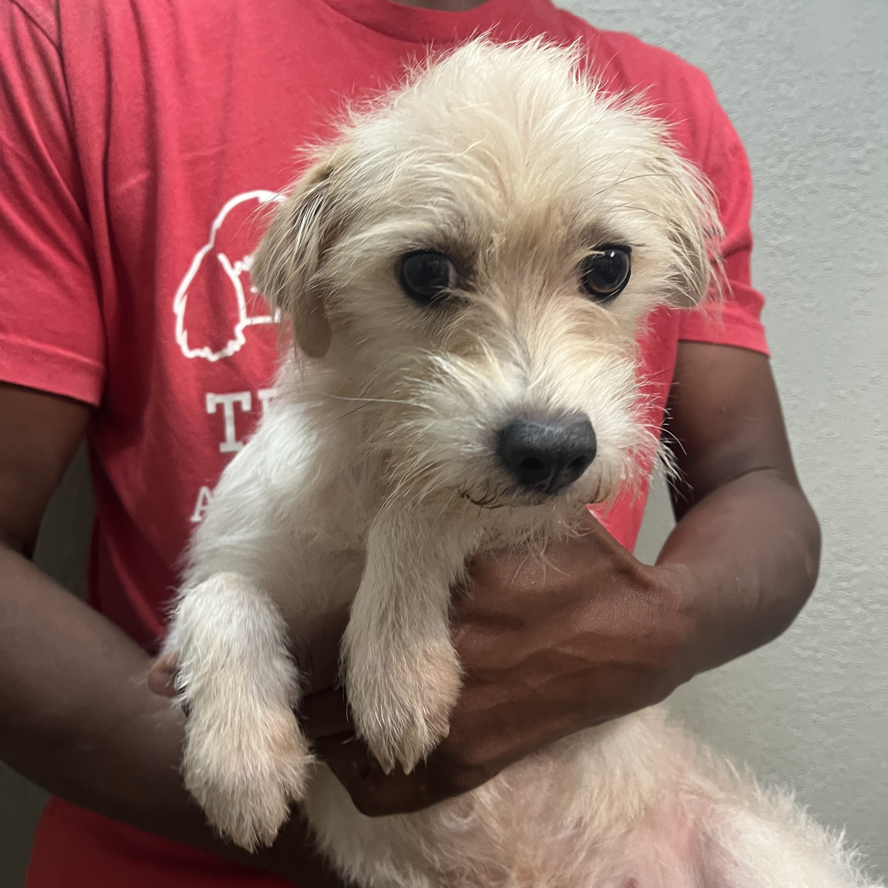 Dog for adoption Jasmine Local Nov 13, a Wirehaired Terrier