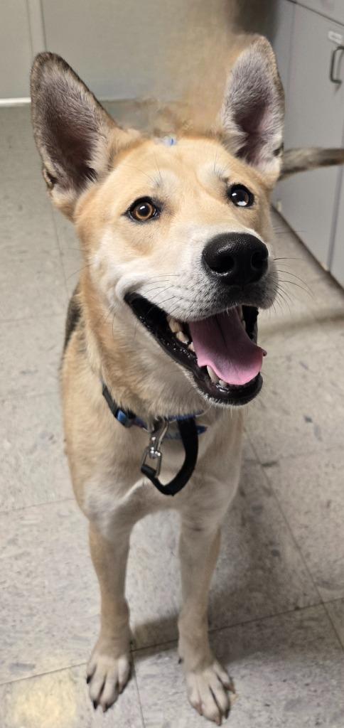 BOSS, Adoptable, Young Male Shepherd.