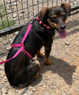 Enlarge Lou Lou, a Adoptable mixed breed in Woburn, MA image 1/6