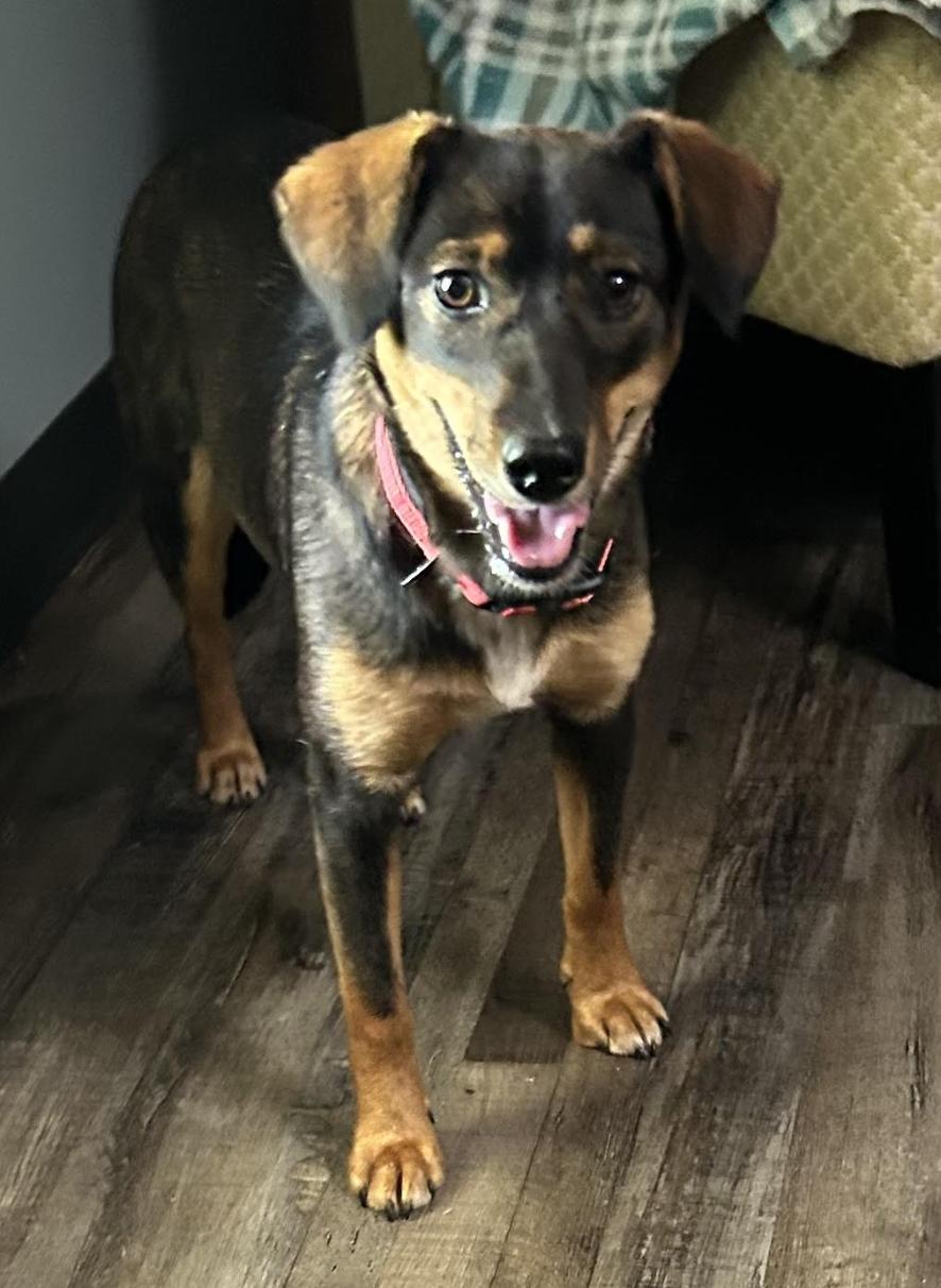 Enlarge Lou Lou, a Adoptable mixed breed in Woburn, MA image 5/6