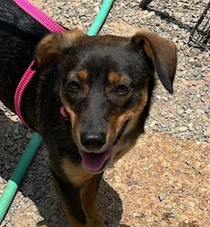 Enlarge Lou Lou, a Adoptable mixed breed in Woburn, MA image 2/6