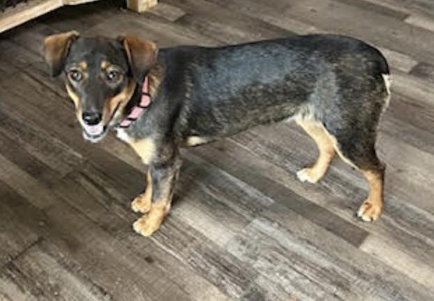 Enlarge Lou Lou, a Adoptable mixed breed in Woburn, MA image 6/6