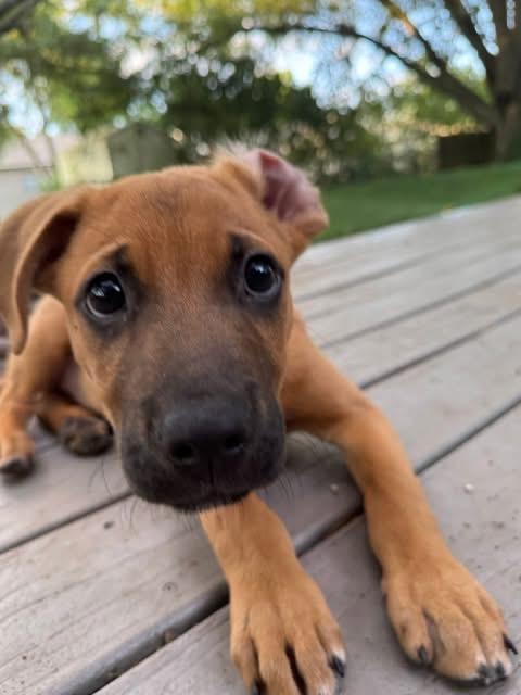 Grasshopper, Adoptable, Puppy Male Terrier & Mixed Breed.