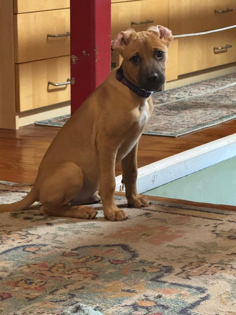 Enlarge Grasshopper, a Adoptable mixed breed in Orlando, FL image 3/4
