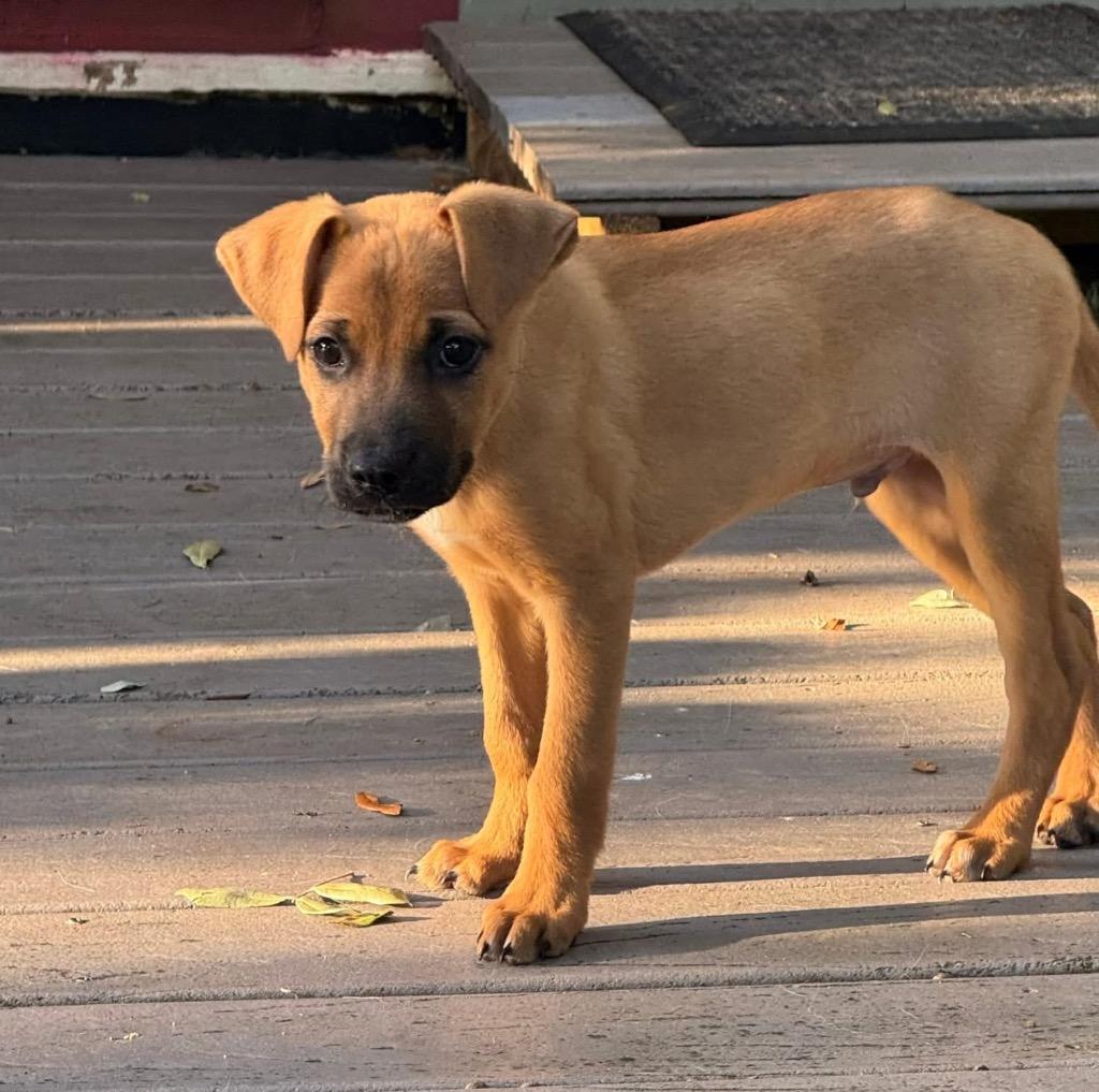 Enlarge Grasshopper, a Adoptable mixed breed in Orlando, FL image 4/4