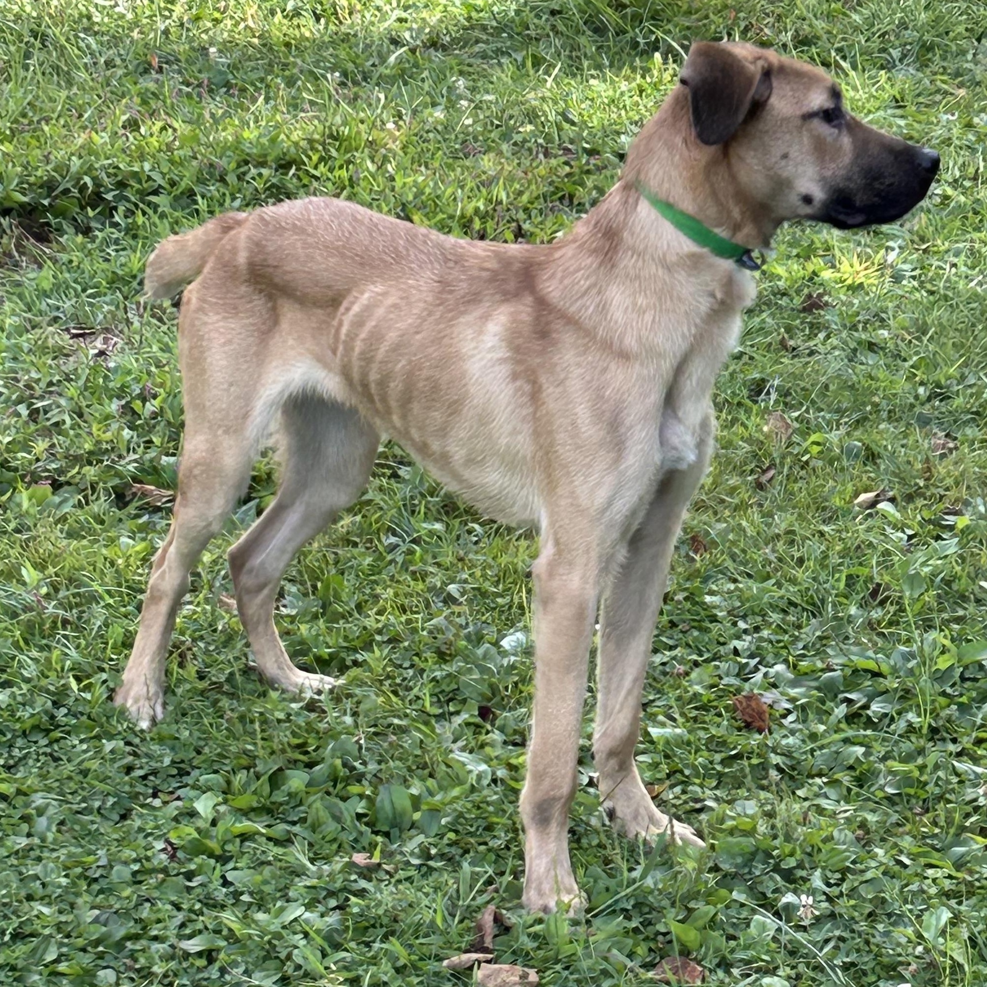 Tracker, Adoptable, Young Male Mixed Breed.