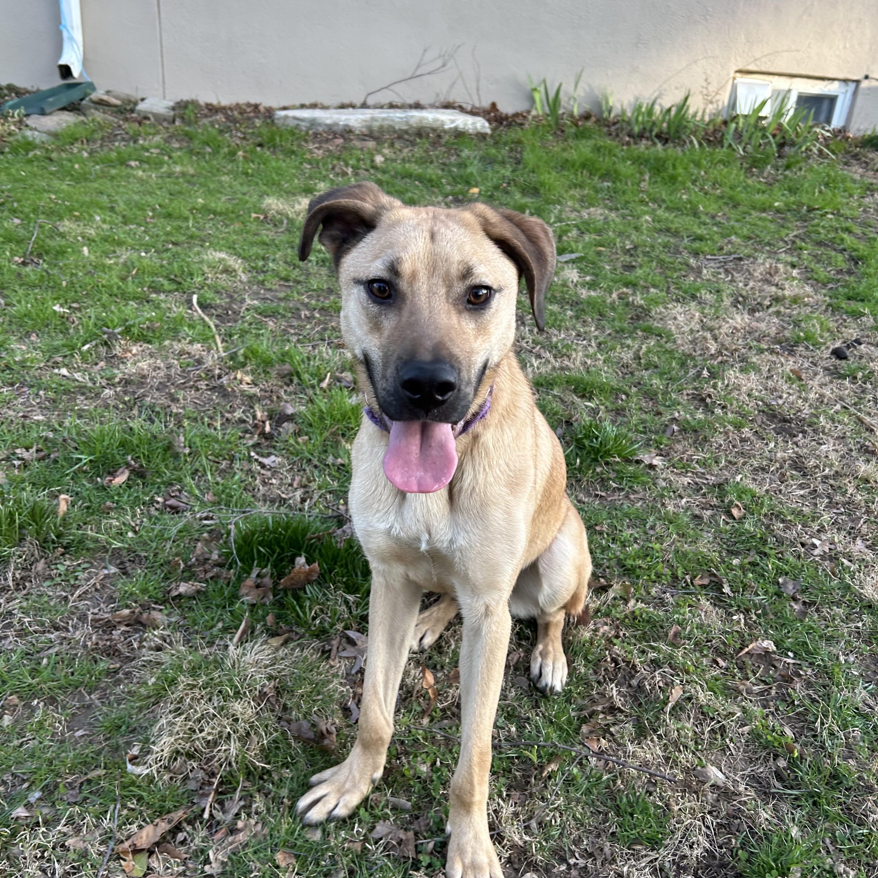 Enlarge Tracker, a Adoptable mixed breed in West Grove, PA image 1/4