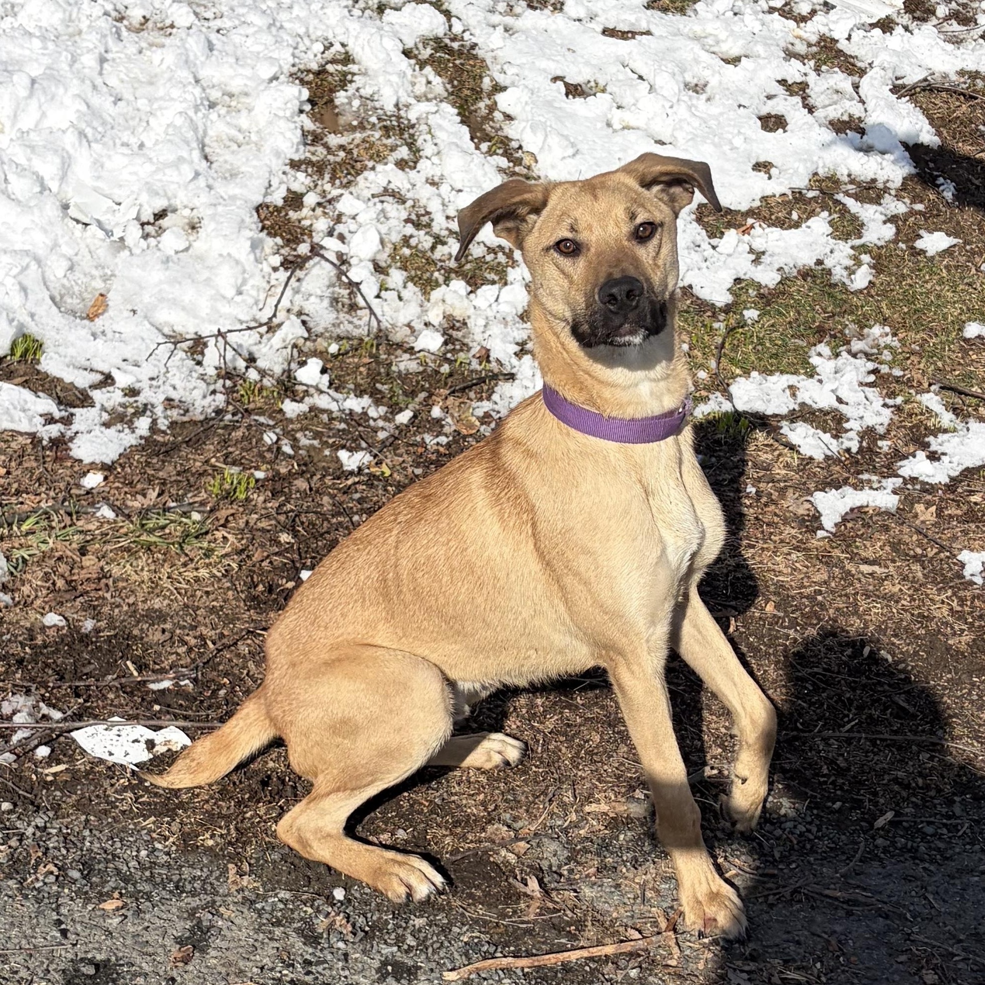 Enlarge Tracker, a Adoptable mixed breed in West Grove, PA image 2/6