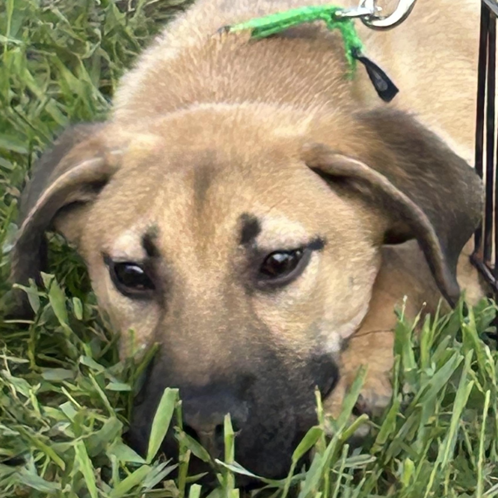 Enlarge Tracker, a Adoptable mixed breed in West Grove, PA image 1/1